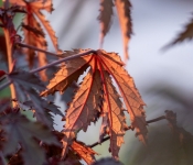 2022 09 12 LongFellowGardens 090